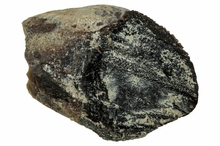 Unworn Fossil Ceratopsian Dinosaur Tooth - Judith River Fm #335917